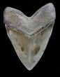 Serrated, Megalodon Tooth - Collector Quality! #72765-2